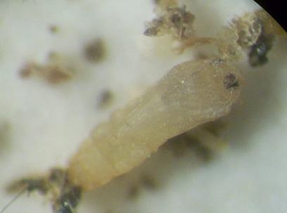 Imagem microscópica em close-up mostrando uma larva de flebotomíneo em estágio avançado, provavelmente L4. A larva apresenta coloração amarelada e corpo segmentado, com uma cabeça escurecida à direita e partes do corpo parcialmente cobertas por resíduos orgânicos. O fundo é claro, com fragmentos escuros dispersos.​